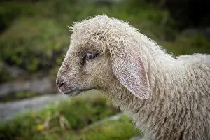 Zillertal: Young domestic sheep, portrait, Berliner Hnhenweg