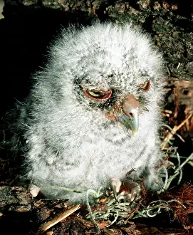 Screech: Young, downy Screech Owl (Otis asio)