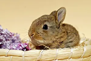 Pascha: Young Dwarf Rabbit, 4 weeks old, sitting in a basket