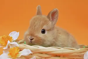 Wicker: Young Dwarf Rabbit, 4 weeks old, sitting in a wicker