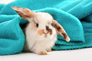 Blankets: Young dwarf rabbit, dwarf ram, lying under blanket