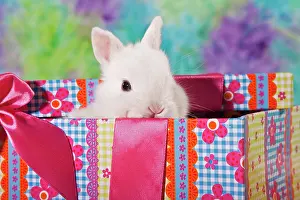 Paper: Young dwarf rabbit in a gift box