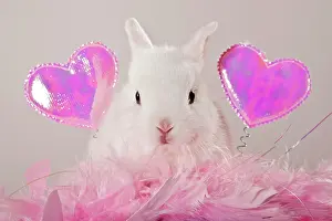 Symbols: Young dwarf rabbit with pink hearts and feathers