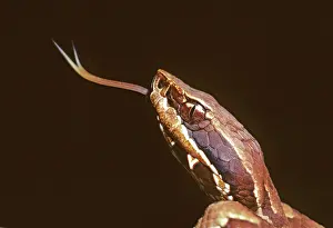 Moccasin: Young Eastern Cottonmouth