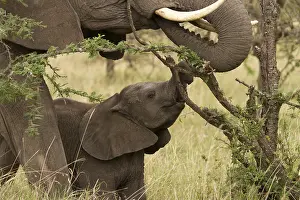 070818: Young Elephant - feeding with an adult - Kenya, Africa