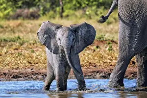 Nosed: Young elephant (Loxodonta africana), Etosha National
