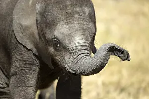 Learning: Young Elephant - playing with its trunk - Botswana, Africa