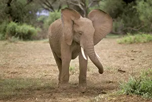 Waving: Young elephant with waving ears, Amboseli National