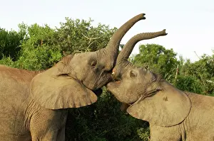 John K Henwood M.r.c.v.s: Young Elephants Sparing