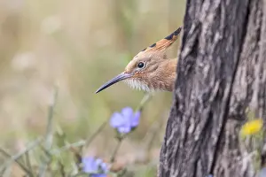 Epops: Young Euarasian Hoopoe (Upupa epops) peering ou