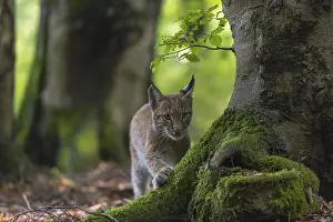 Felinae: One young Eurasian lynx, (Lynx lynx)