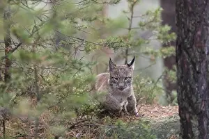 Felinae: One young Eurasian lynx, (Lynx lynx)