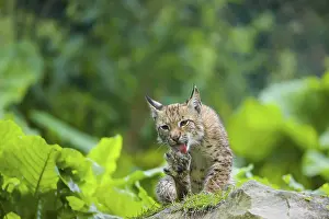 Furs: A young Eurasian lynx, (Lynx lynx) sits on a rock