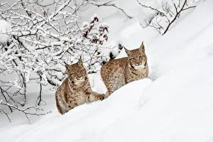Wald: Two young Eurasian lynxes (Lynx lynx), running in
