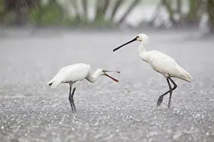 Platalea: Young Eurasian spoonbill (Platalea leucorodia) begging by parent in rainfall