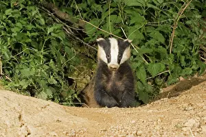 Setts: Young European badger - emerging from sett