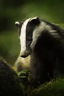 Rests: A young European Badger (Meles meles) rests briefly
