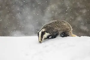 Badger: One young European badger (Meles meles) walking through deep