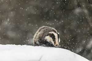 Badger: One young European badger (Meles meles) walking through deep