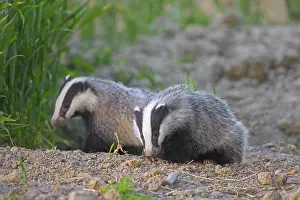 Soil: Two young European badgers (Meles meles) juveniles