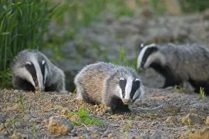 Badger: Three young European badgers (Meles meles) juveniles