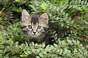 Bushy: Young European brown tabby cat with long hair in a bush