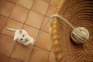 Twine: Young European cat playing with string France