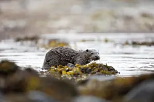 Mull: Young European otter (Lutra lutra) fishing in a