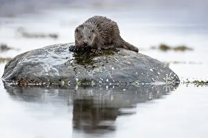 Mull: Young European otter (Lutra lutra) fishing in a