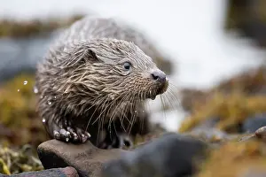Mull: Young European otter (Lutra lutra) fishing in a