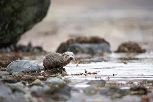 Mull: Young European otter (Lutra lutra) fishing in a