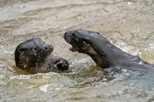 Belligerent: Two young european otter (Lutra lutra), playing