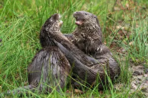 Belligerent: Two young european otter (Lutra lutra), playing