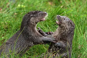 Belligerent: Two young european otter (Lutra lutra), playing