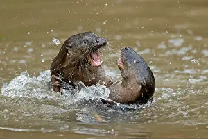 Belligerent: Two young european otter (Lutra lutra), playing