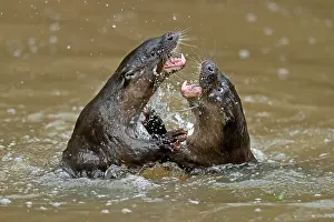 Belligerent: Two young european otter (Lutra lutra), playing
