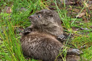 Terrarium: Young european otter (Lutra lutra), at a pond, captive