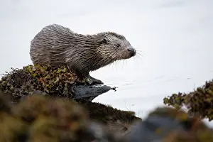 Mull: Young European otter (Lutra lutra) sitting on a