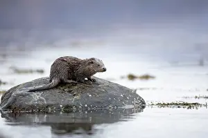 Mull: Young European otter (Lutra lutra) sitting on a