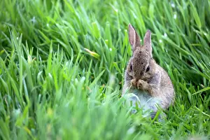 Cleanse: Young European rabbit (Oryctolagus cuniculus) in
