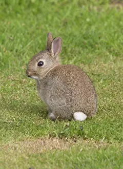 Mark Boulton: Young European rabbit in sand dunes