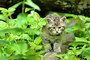 051218: Young European wildcat (Felis silvestris silvestris)