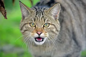Staring: Young European Wildcat about ten months, portrait