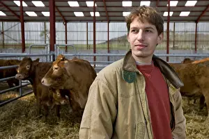 Stalling: Young farmer among Limousine cows in stall