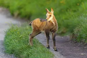 Path: A young fawn on a path between lush