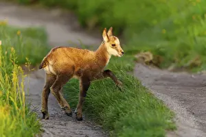 Path: A young fawn on a path between lush