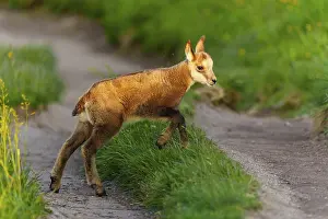 Path: A young fawn on a path between lush