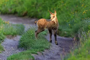 Path: A young fawn stands on a grassy path in the midst of green nature