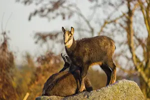 Smooth: A young female chamois (Rupicapra rupicapra) standing on a rock