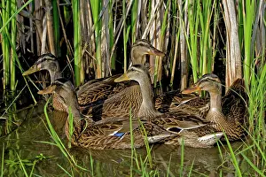 Mallards: Young Female Mallards